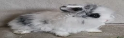 Mini Lion Lop rabbits for sale: 🩵🩷Mini Lion Lop Boy & Girl🩵🩷 - Advert 2