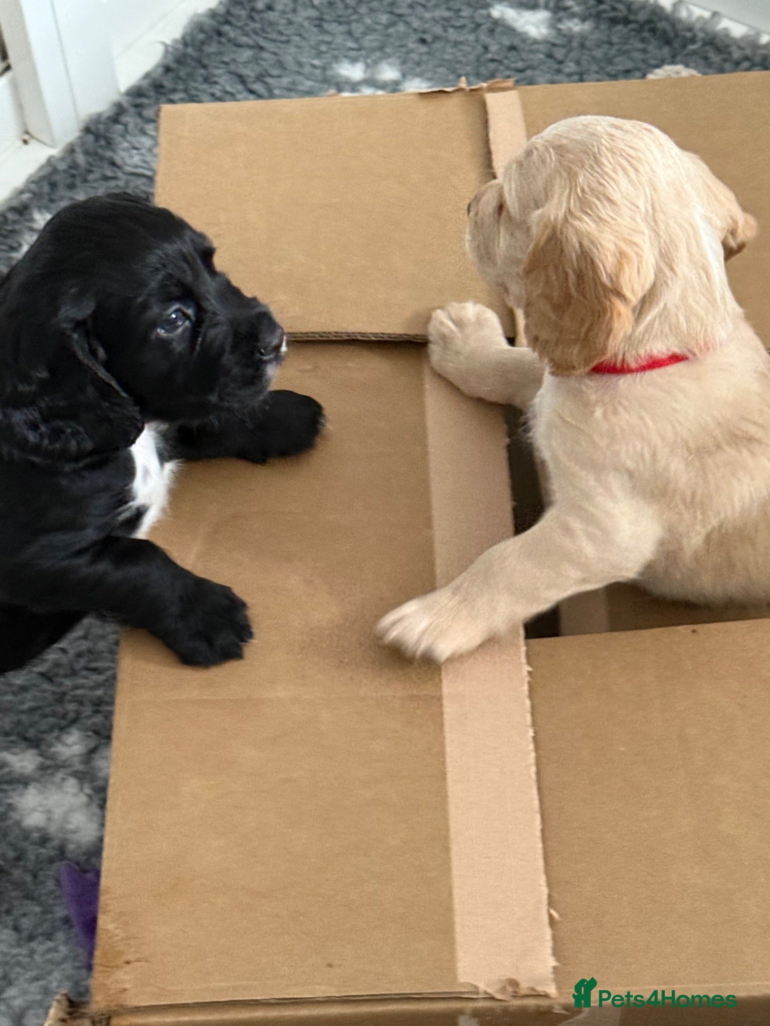 Cocker Spaniel dogs Stunning litter of home bred working cockers - Advert 1