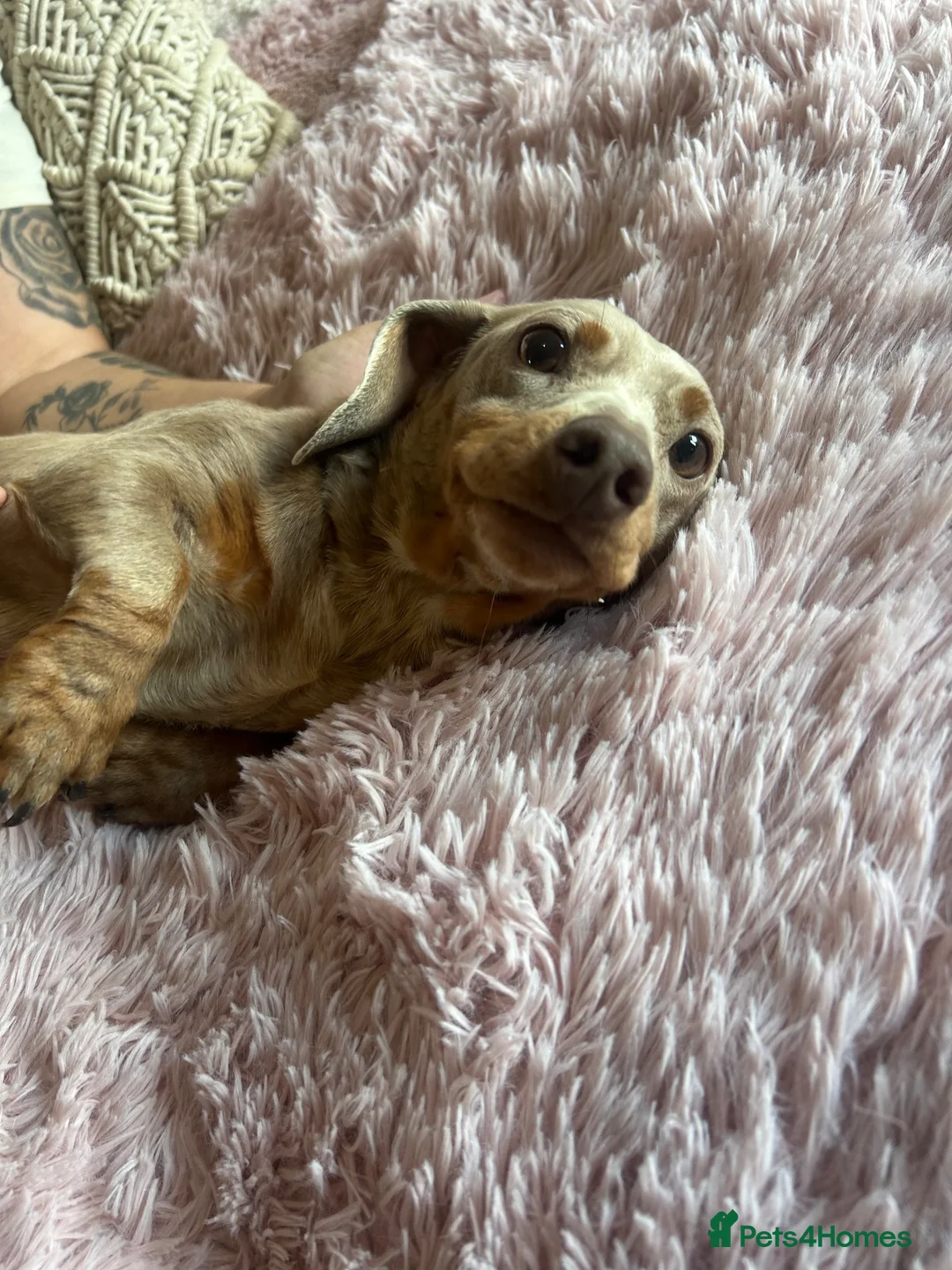 Miniature Dachshund dogs for sale: Miniature dachshund puppies - Advert 7