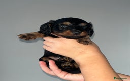 Miniature Dachshund dogs for sale: 🌟 KC registered longhair miniature dachshunds  - Image 11