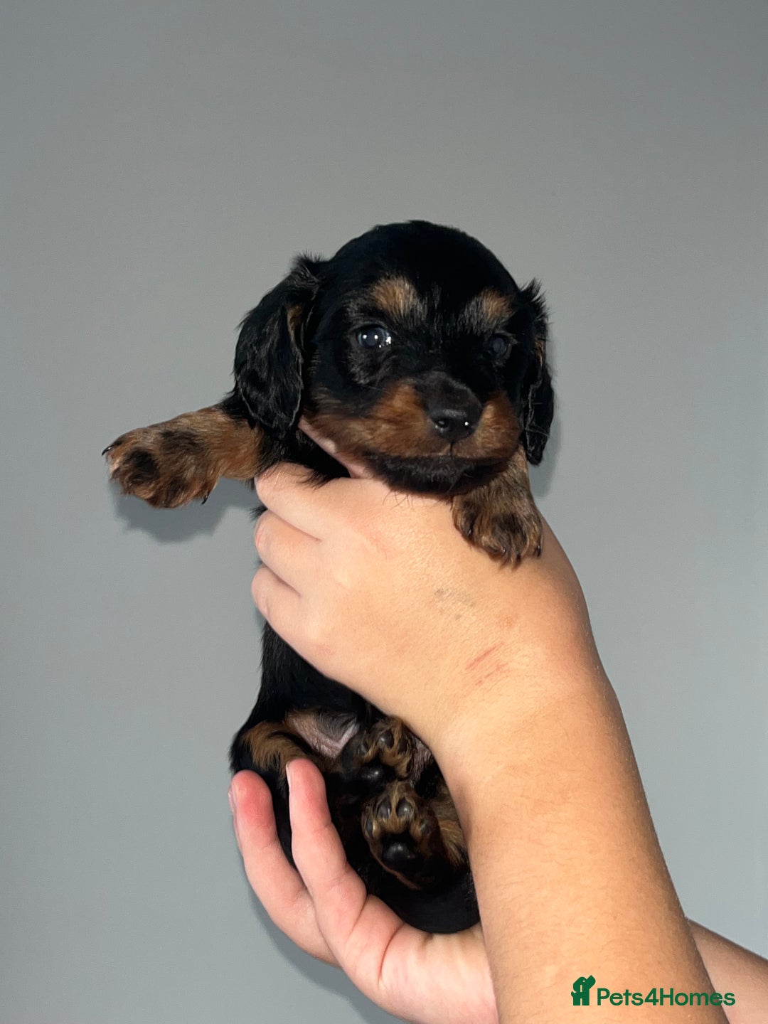 Miniature Dachshund dogs for sale: 🌟 KC registered longhair miniature dachshunds  - Image 11