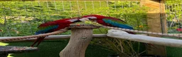 Macaws birds for sale: Green-wing Macaws-Bonded Pair  in Seaham - Advert 4
