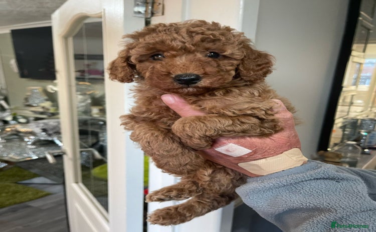 Toy Poodle dogs - Advert 5