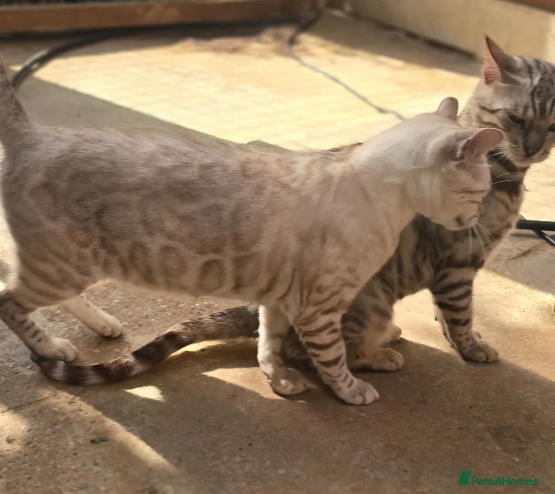 Bengal cats for sale: Tica registered Snow bengal girl - Advert 3