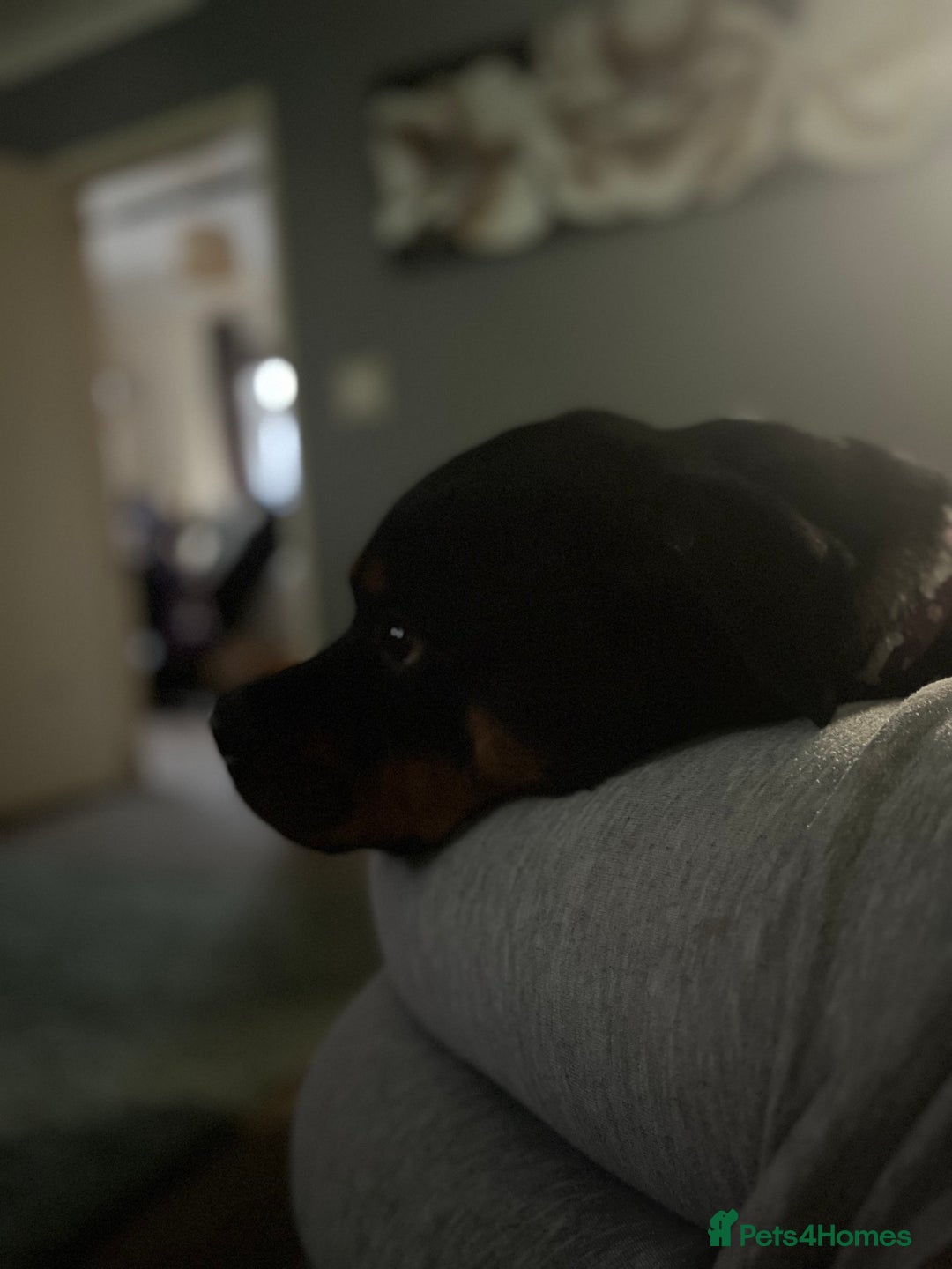 Rottweiler dogs for sale: One year old female rottie - Image 2