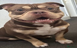 American Bully dogs for sale: ABKC pocket bullys - Image 10