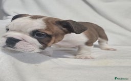 English Bulldog dogs for sale: Champion English bulldogs - Image 8