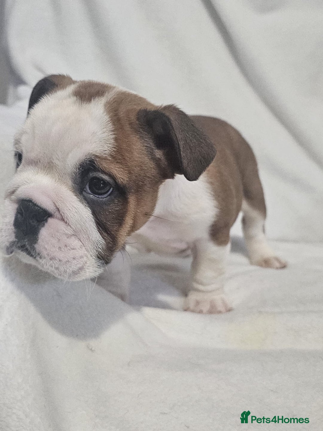 English Bulldog dogs for sale: Champion English bulldogs - Image 8