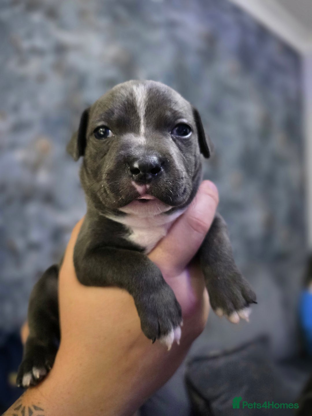 Staffordshire Bull Terrier dogs for sale: Beautiful Staffordshire Bull Terrier Puppies - Advert 22