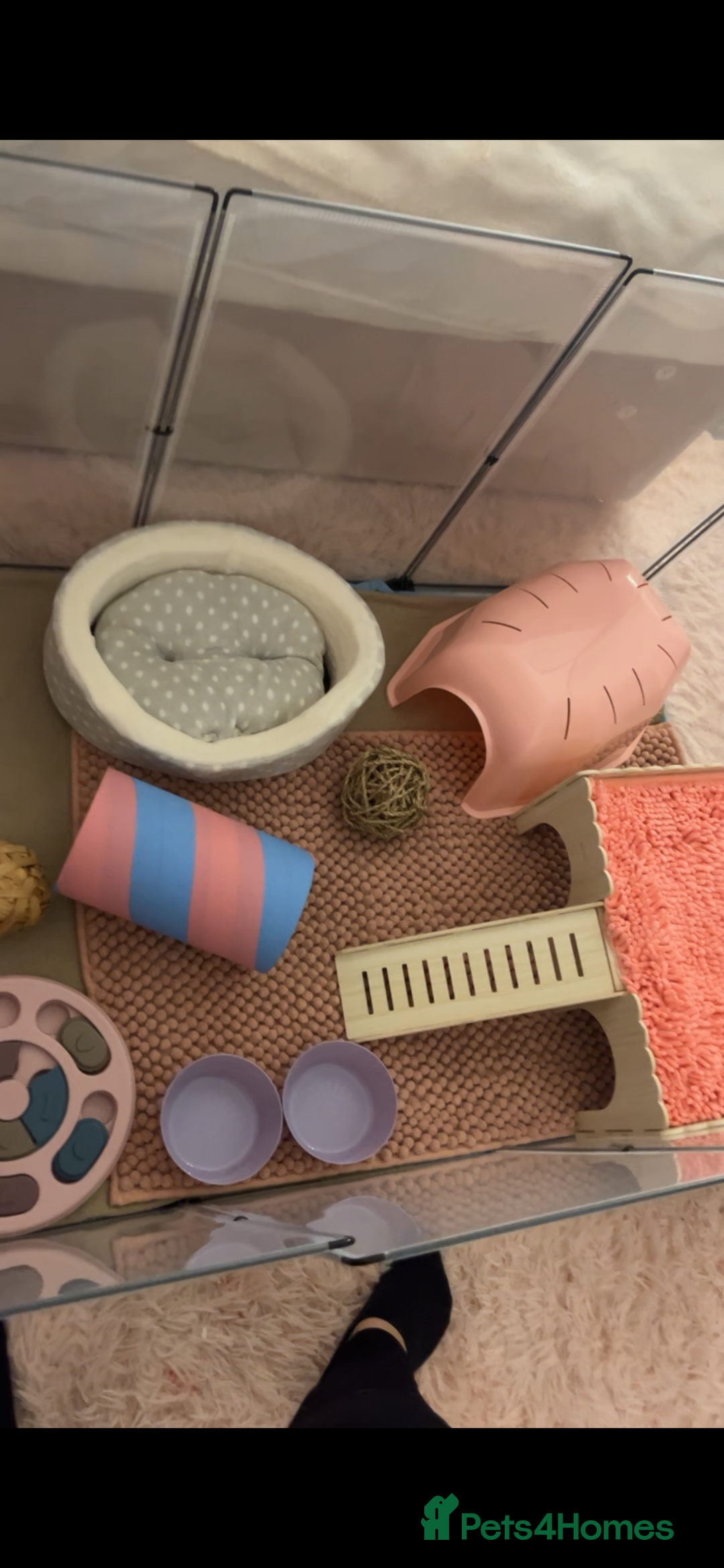 Guinea Pig rodents for sale: Female guinea pigs and bundle  - Advert 6