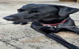 Labrador Retriever dogs for stud: Health tested Labrador retriever proven stud in Kirkliston - Image 13