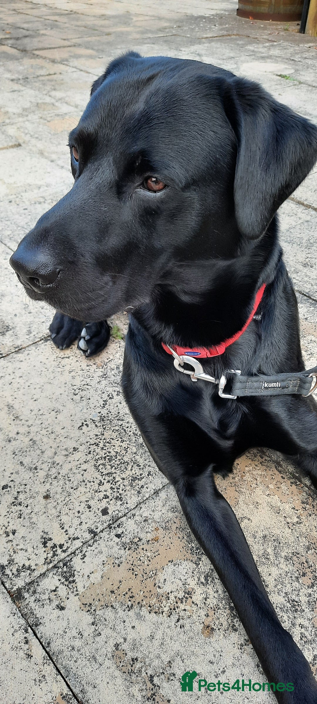 Labrador Retriever dogs for stud: Health tested Labrador retriever proven stud in Kirkliston - Image 13