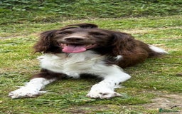 Sproodle dogs for sale: Ready to leave now F1 sproodles - Image 2