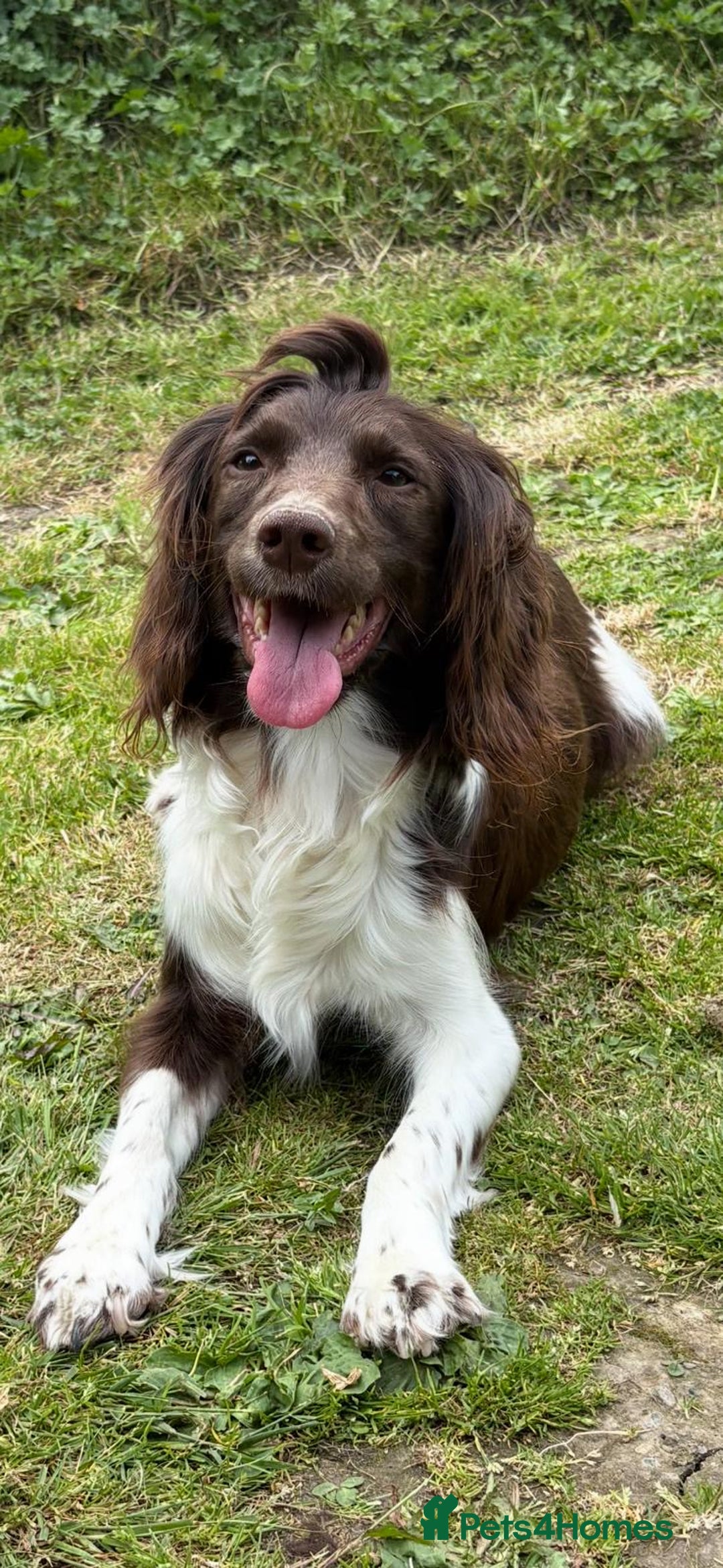 Sproodle dogs for sale: Ready to leave now F1 sproodles - Image 2