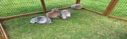 Mini Lop rabbits for sale: Beautiful mini lops in Batley - Advert 3