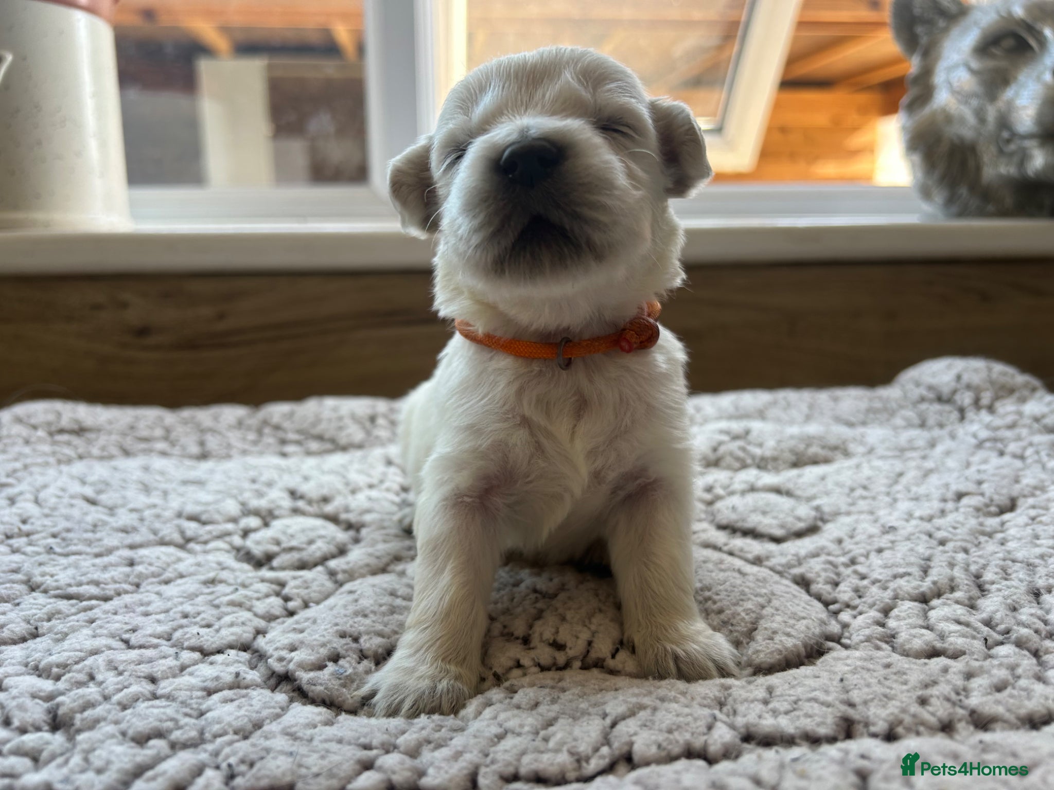 Golden Retriever dogs Our beautiful golden retriever pups - Advert 5