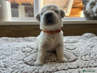 Golden Retriever dogs Our beautiful golden retriever pups - Advert 5