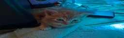 Mixed Breed cats for sale: mixed breed kittens  in Thatcham - Advert 3