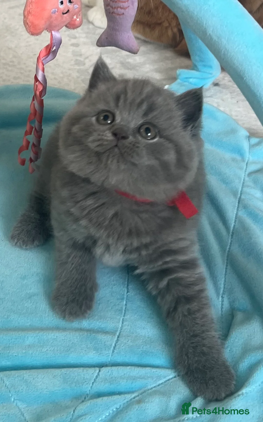British Shorthair cats for sale: 🏆Exceptional GCCF Registered BSH Kittens - Advert 2