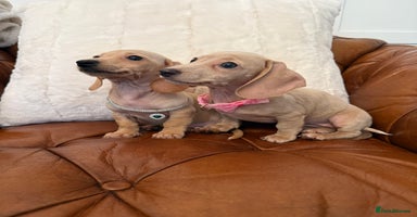 Miniature Dachshund dogs - Advert 1