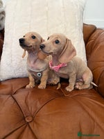 Miniature Dachshund dogs - Advert 16