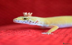 Gecko reptiles for sale: female leopard gecko + 4ft vivarium - Image 5