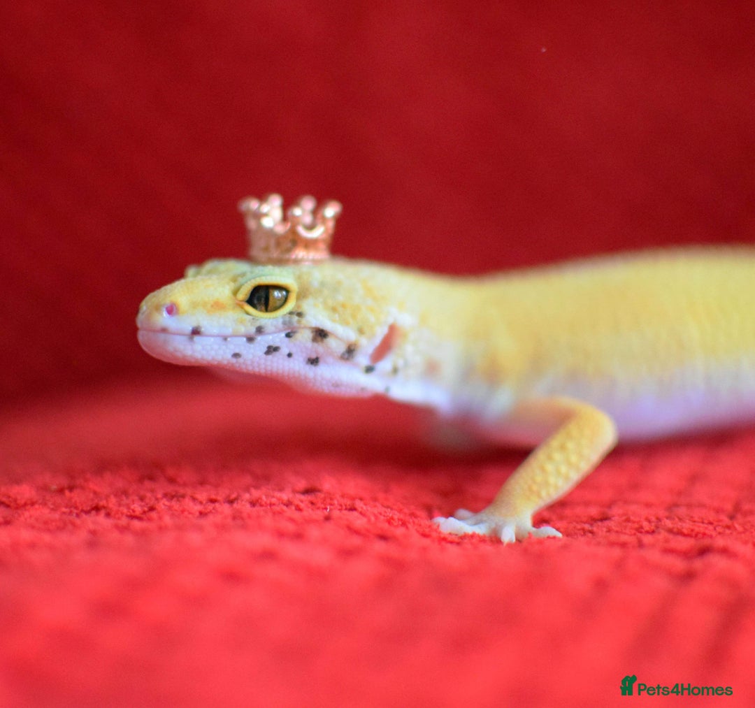 Gecko reptiles for sale: female leopard gecko + 4ft vivarium - Image 5