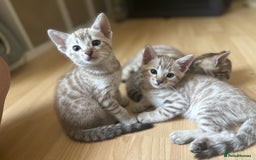 Bengal cats for sale: F5 TICA REGISTERED SNOW AND BROWN BENGALS - Image 5