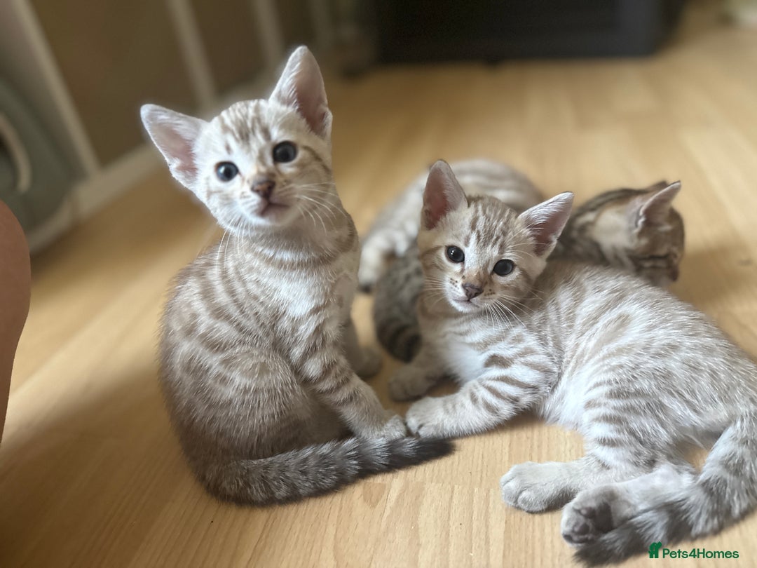 Bengal cats for sale: F5 TICA REGISTERED SNOW AND BROWN BENGALS - Image 5