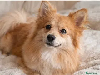 Pomeranian dogs Pomeranian (German Pomeranian type) - Advert 18