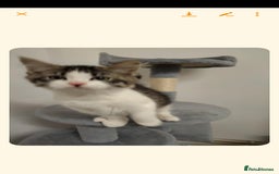 Mixed Breed cats for sale: 3 kittens need rehoming  - Advert 2