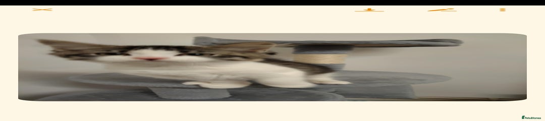 Mixed Breed Kitten 2