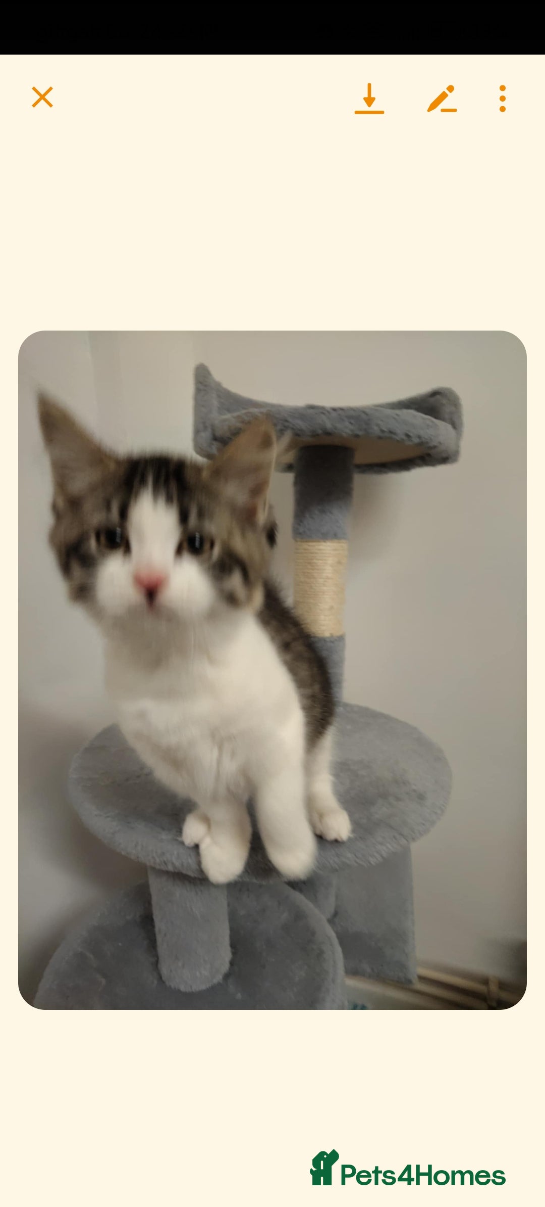 Mixed Breed cats for sale: 3 kittens need rehoming  - Advert 2