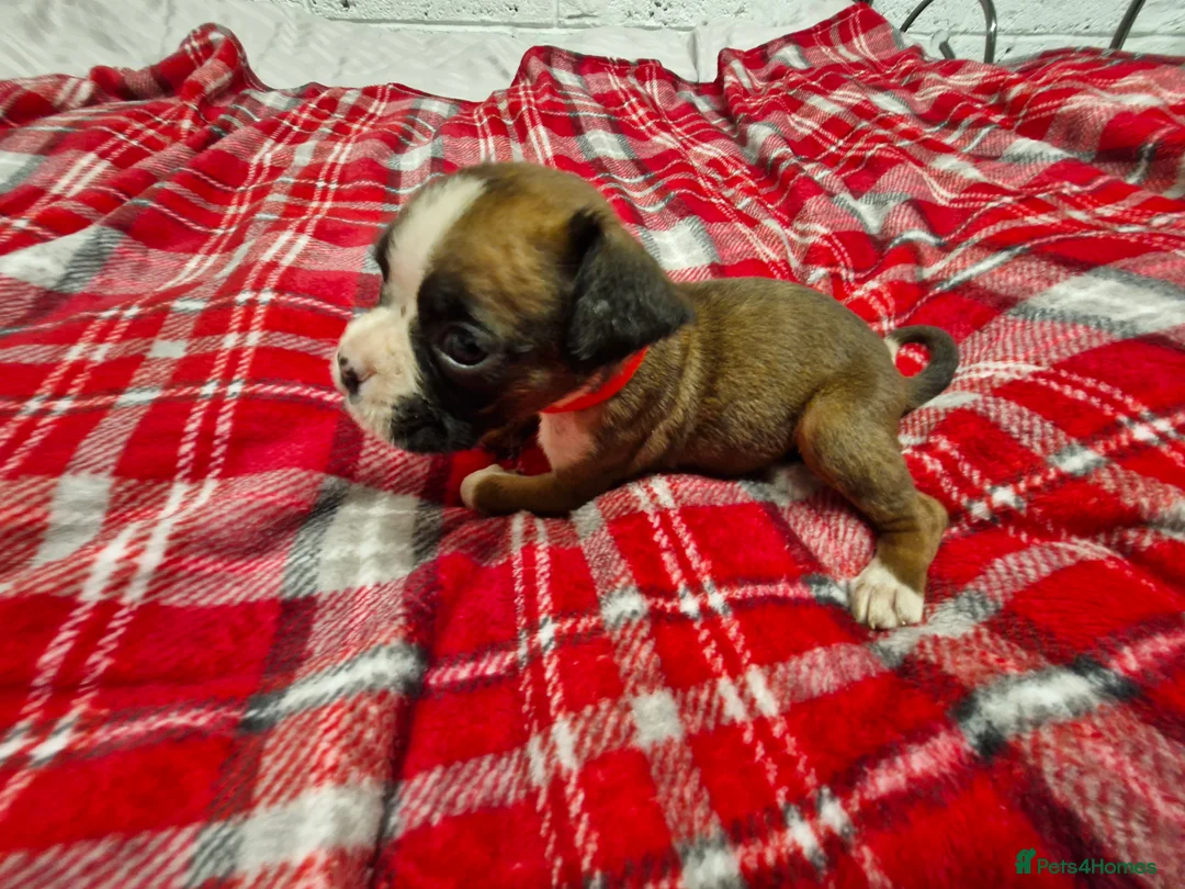 Boxer dogs for sale: Kc boxer puppies - Advert 10