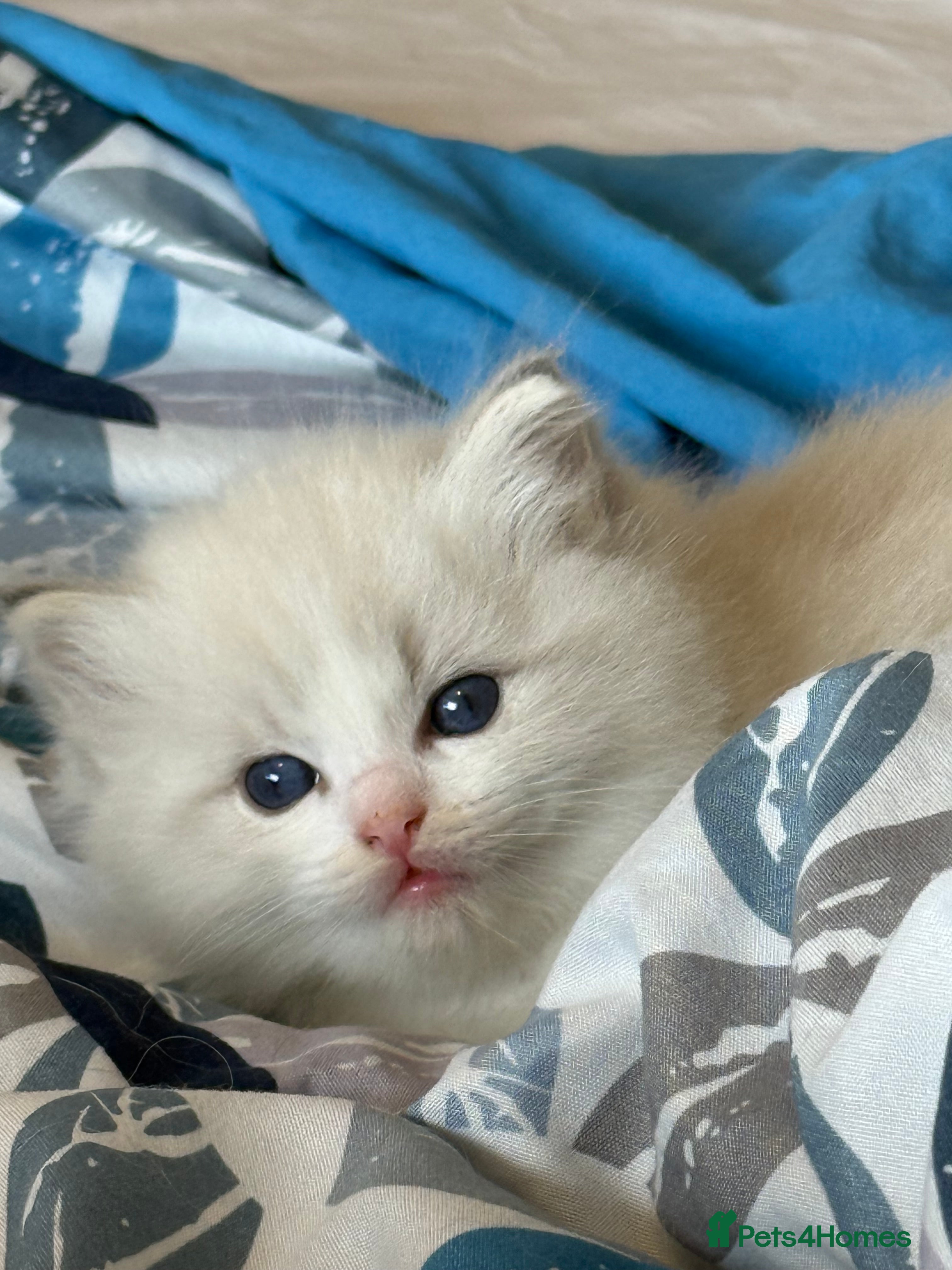 Ragdoll cats Beautiful Fluffy Ragdoll Kittens –One Boy&One Girl - Advert 3