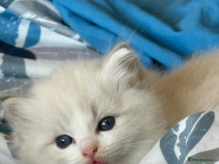 Ragdoll cats Beautiful Fluffy Ragdoll Kittens –One Boy&One Girl - Advert 3