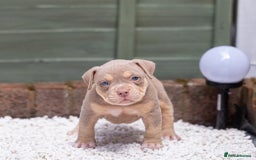 American Bully dogs for sale: American Bully Pocket  - Image 14