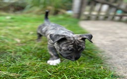 English Bull Terrier dogs for sale: English Bull Terrier Pups(Small Umbilical Hernias) - Image 9
