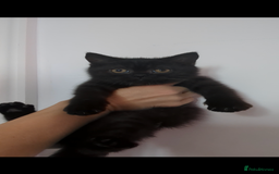 British Shorthair cats for sale: Ready now!! British shorthair kittens  - Image 19