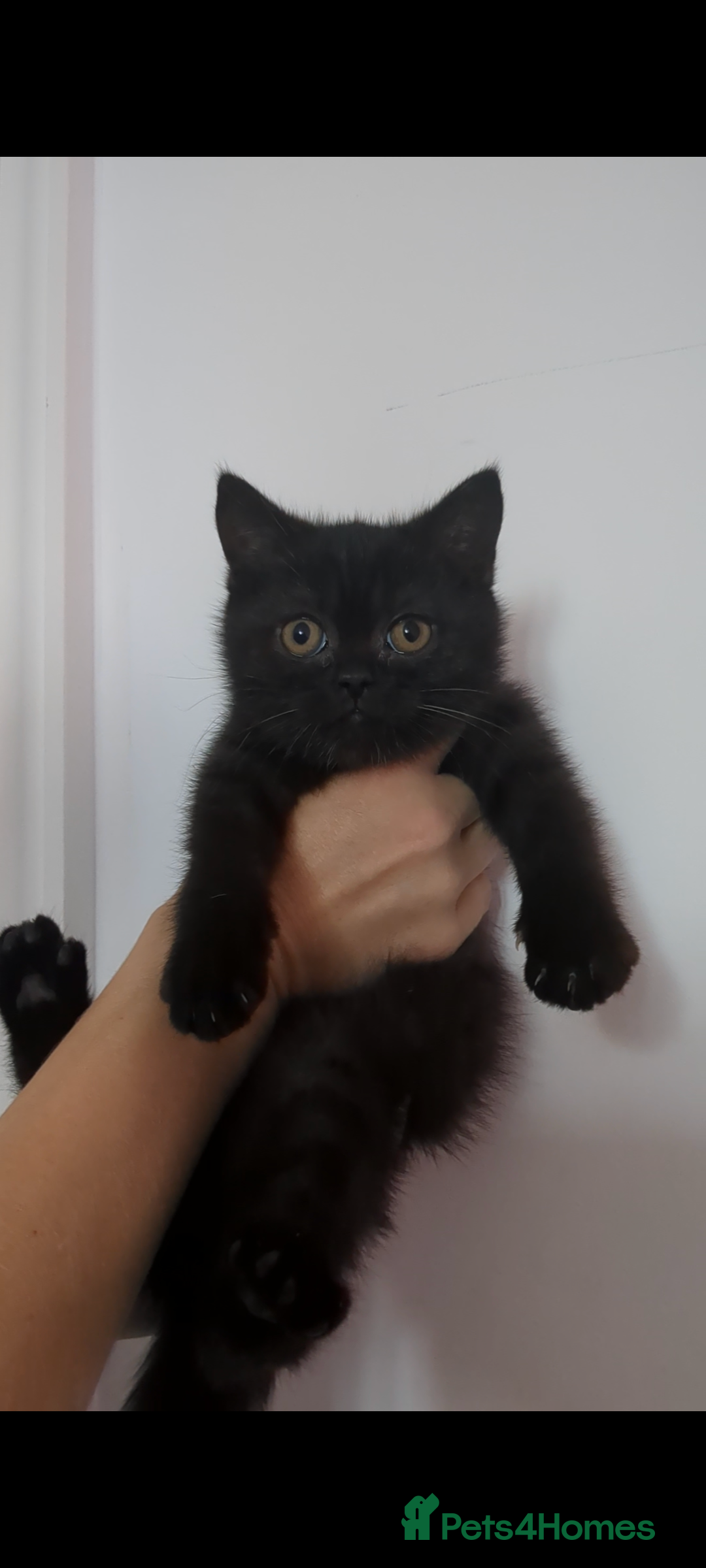 British Shorthair cats for sale: Ready now!! British shorthair kittens  - Image 19