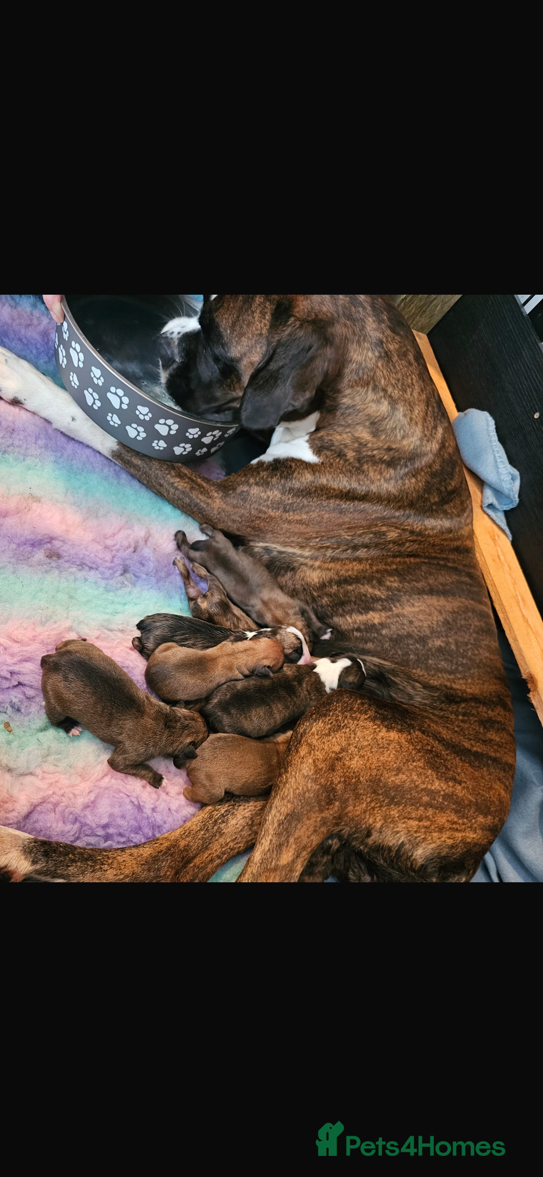 Boxer dogs for stud: Boxer for Stud in Grays - Image 9