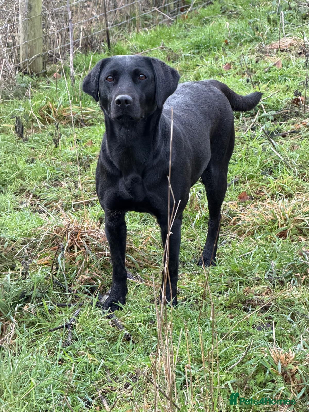 Labrador Retriever dogs for sale: KC Reg Black Labrador Pups, FT Ch Bred - Advert 9