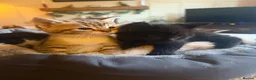 Mixed Breed cats for sale: Gorgeous kittens  - Advert 6