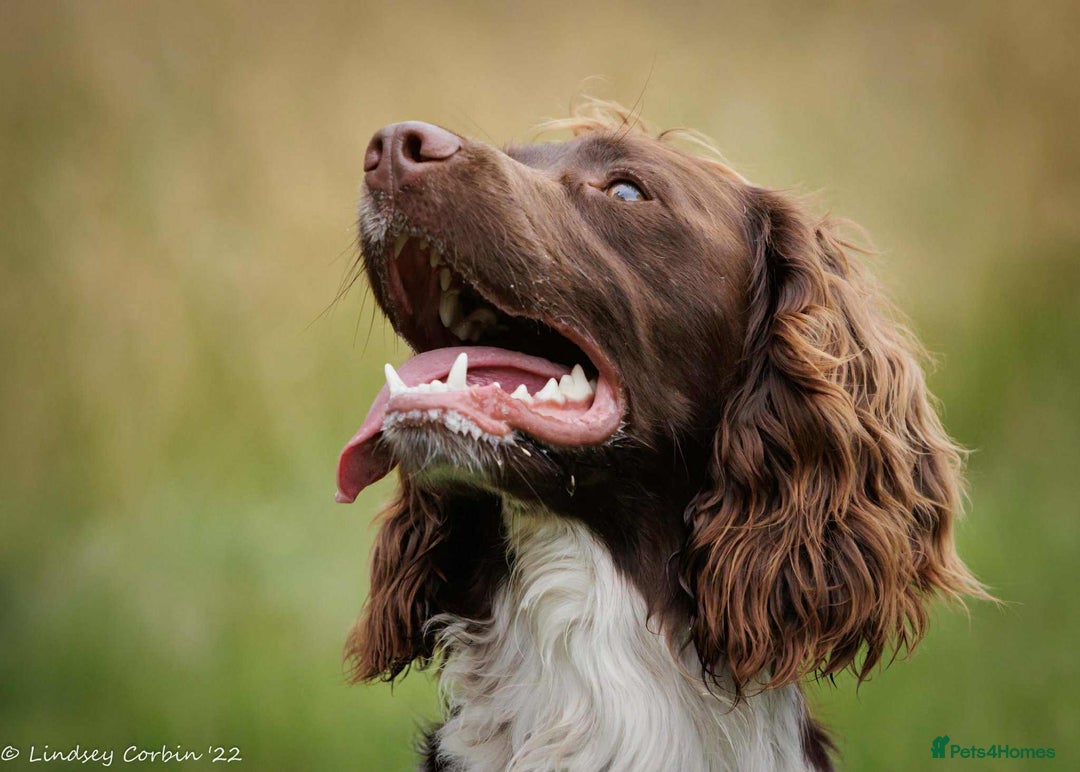 English Springer Spaniel dogs for sale: English Springer Spaniel Puppies KC Registered - Image 11