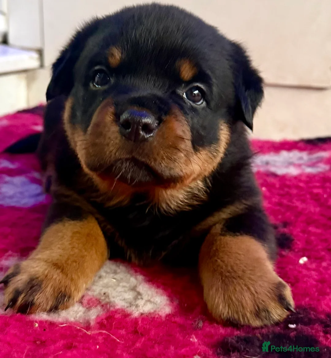 Rottweiler dogs for sale: Champion-Bred Rottweiler Puppies for Loving Homes - Advert 8