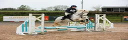 Other Breed horses for sale: 15Hh Red Blagdon Gelding Cob | 7 years old - Advert 13