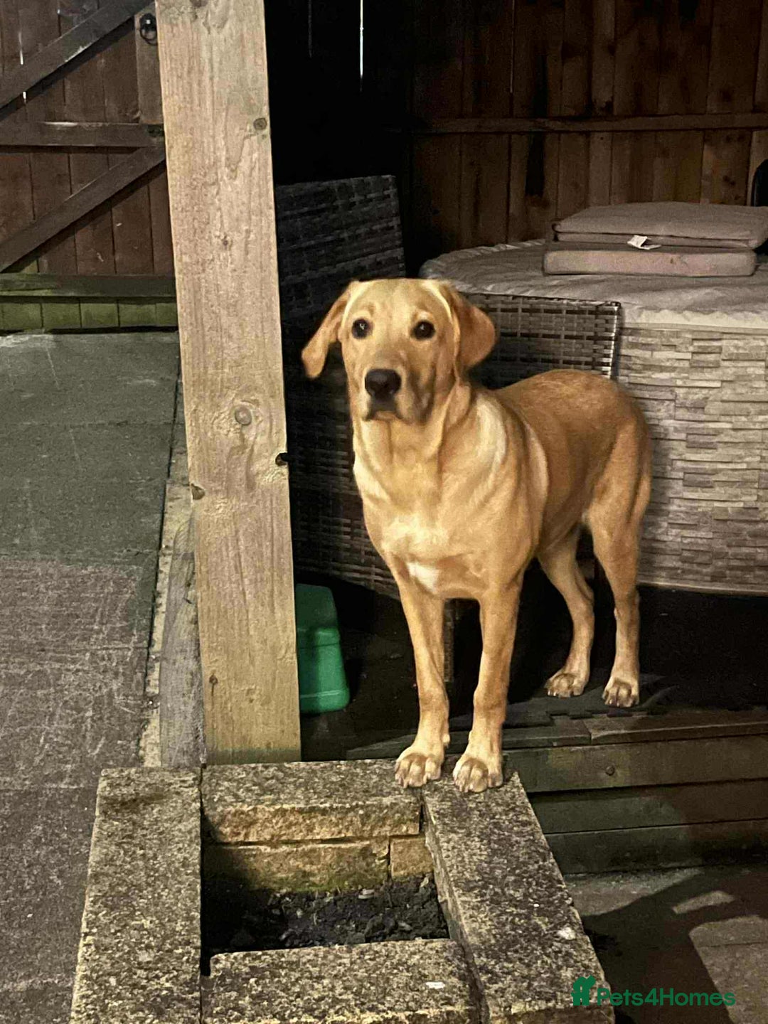 Labrador Retriever dogs for sale: Male Labrador  - Advert 5