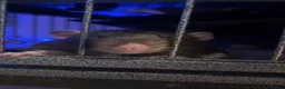 Rat rodents for sale: 2 dumbo male rats  in Ipswich - Advert 3