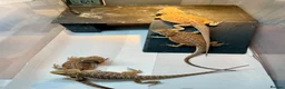Bearded Dragon reptiles for sale: Juvenile Bearded dragons  - Advert 8