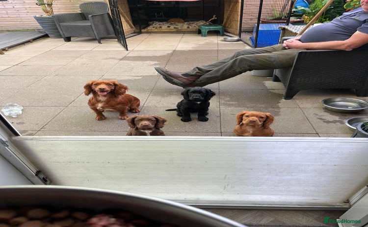 Cocker Spaniel dogs - Advert 6